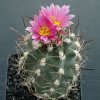 Sclerocactus_glaucus